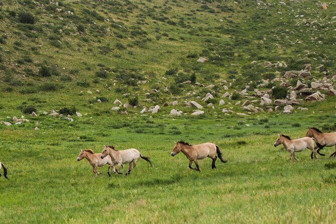 1 Day Semi-Gobi Tour Including Lunch And Free Camel +Bonus Khustai National Park - Quick stops at a cashmere store and around Ulaanbaatar: short and simple