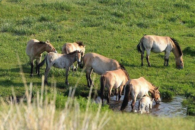 1 Day Semi-Gobi Tour Including Lunch And Free Camel +Bonus Khustai National Park - Nomad family visit: culture you can watch, and how to be a good guest