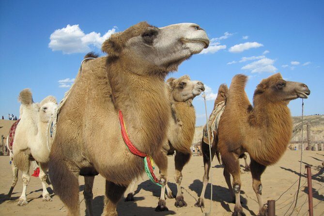 2 day Central Mongolia - Guides and Drivers Matter More Than You Think