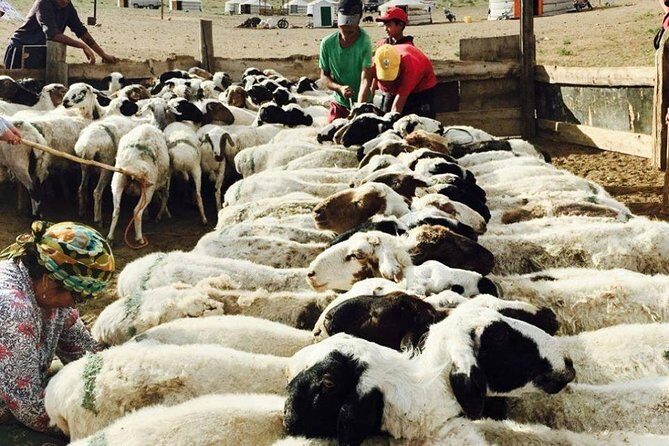 2D,1N Gobi desert and Old city Kharkhorum stay with Nomadic family - Price and Private Group Setup: Is $500 Good Value?