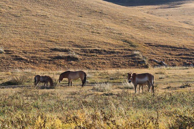 3 Day Mongolia Getaway tour Private tour - Day 2: Kharkhorin, Erdenzuu Monastery, and a Private Ger by Nomads