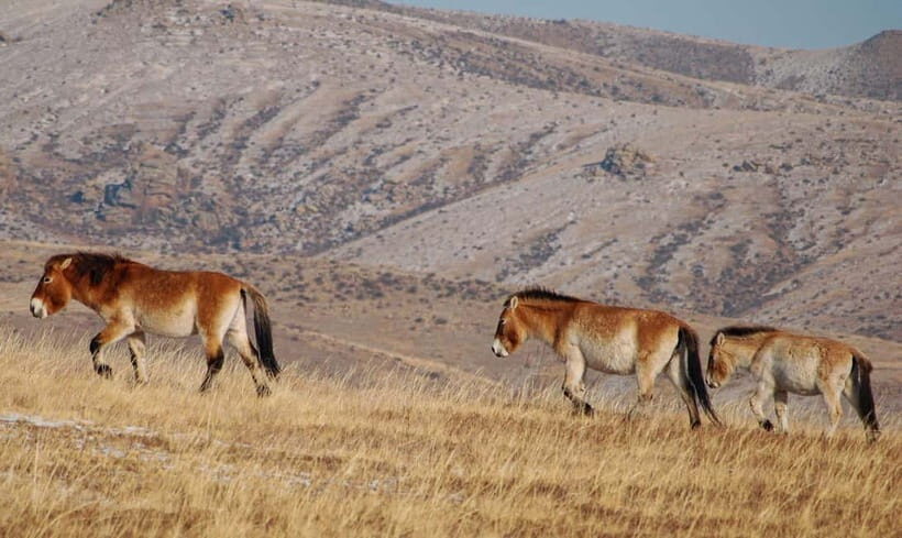 4 Days Central Mongolia-Amazing experiece - Riding and turtle-themed scenery in Terelj