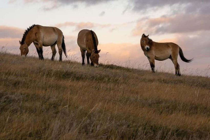 4 Days Central Mongolia-Amazing experiece - Day 2 to Elsen Tasarkhai: camel ride sand dunes and a ger night