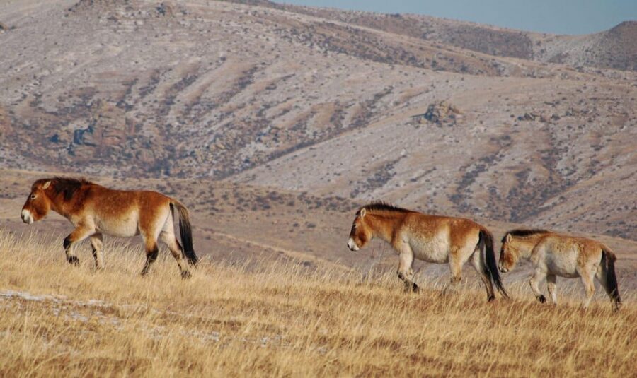 4 Days Central Mongolia-Amazing experiece - Accommodation and food: ger camps are the star, not the bedding