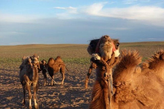7 days Central Mongolia and Great Gobi - Day 1: Baga Gazriin Chuluu caves and petro glyphs, then Chinggis Khan museum views