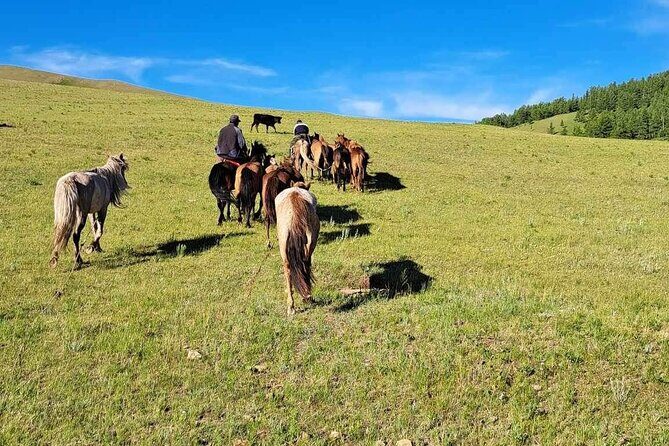 A Day Authentic Mongolian Trip near Ulaanbaatar all-inclusive - Day 2: traditional lunch and time to breathe (and photograph)