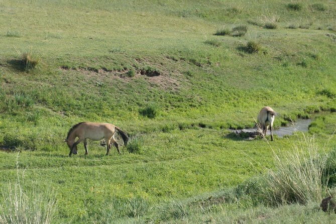 Authentic Mongolian two days tours in Terelj & Khustai National P - Day 1: Overnight wildlife time at Khustain Nuruu (Khustai) National Park