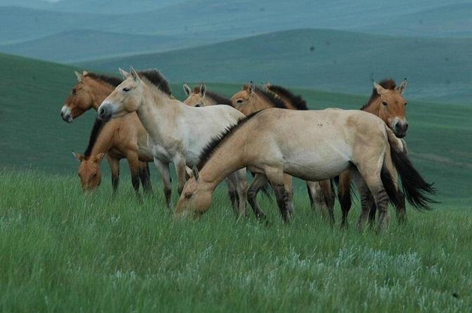 Day Tour of Hustai National Park - Why Hustai National Park Beats a Basic Zoo Day