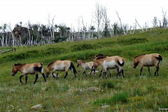 Day Tour of Hustai National Park - The 9:00am Departure: Leaving Ulaanbaatar for Real Mongolia