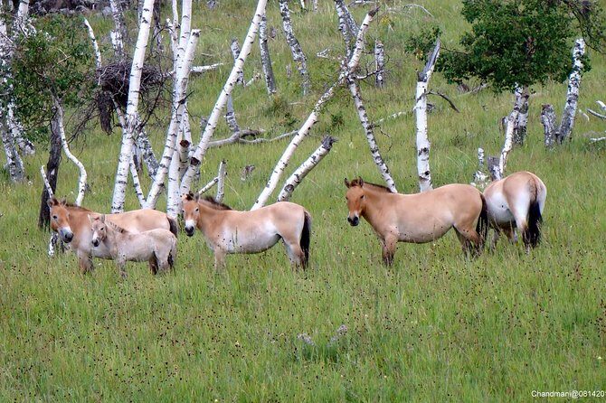 Day Tour of Hustai National Park - Off-Roading and Footing: Comfort Notes That Save the Day