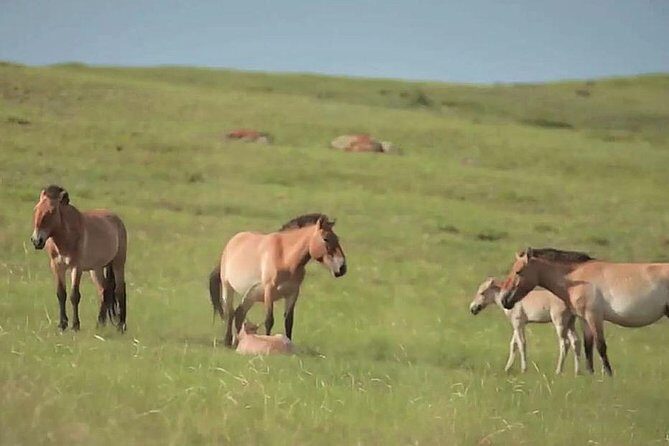 Day Tour of Hustai National Park - The Horseman Family Visit and Short Ride