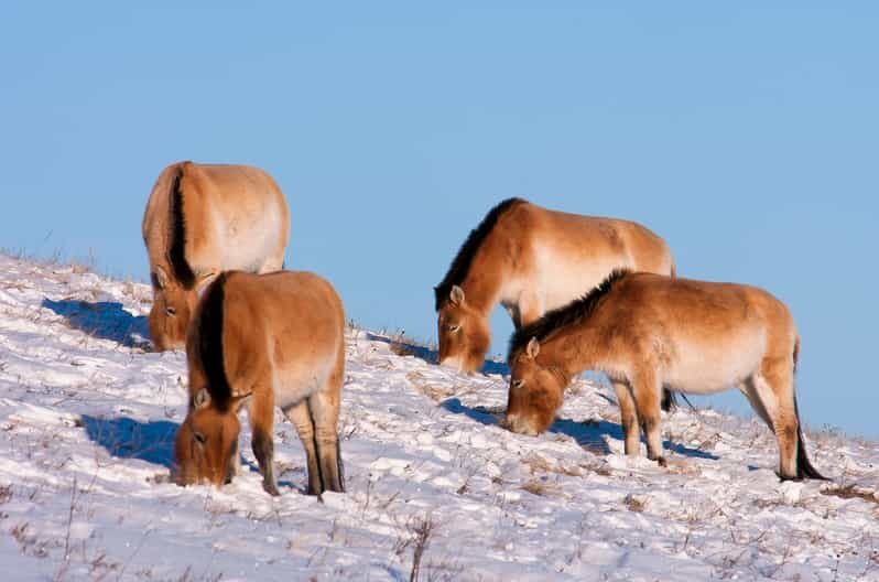 Day tour to Hustai national park - Hustai National Park: the big draw (and the honest reality)