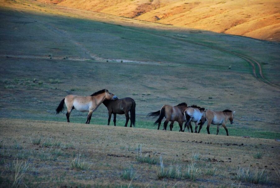 Day tour to Hustai national park - Entrance fee setup: plan for the $20 you pay at the ranger