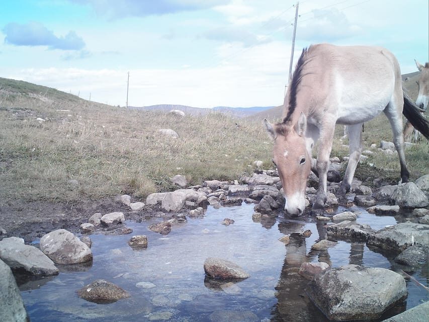 Day tour to Hustai national park - Driver-led experience: what “private” really means here