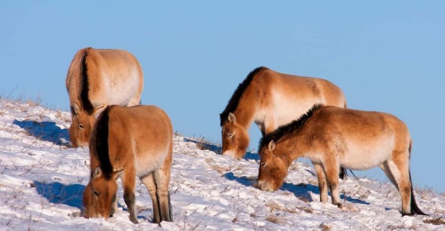 Day tour to Hustai national park - Is this the right tour for you?
