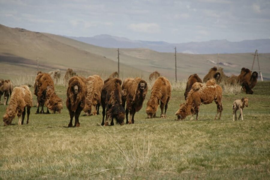 From Ulaanbaatar: Day Trip to Hustai National Park - Inside Hustai NP: Where You’re Really Looking (And How the Horses Behave)