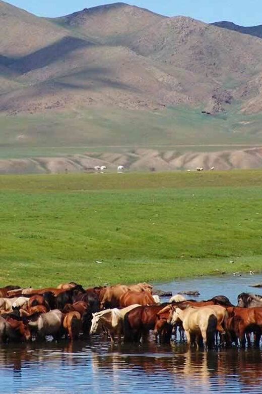 From Ulaanbaatar: Day Trip to Hustai National Park - Timing Reality Check: How the Day Stays Around 6 Hours