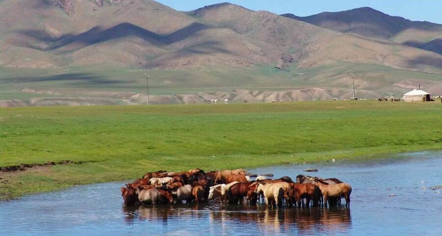 From Ulaanbaatar: Day Trip to Hustai National Park - What $195 Buys: Value, Not Just a Sticker Price