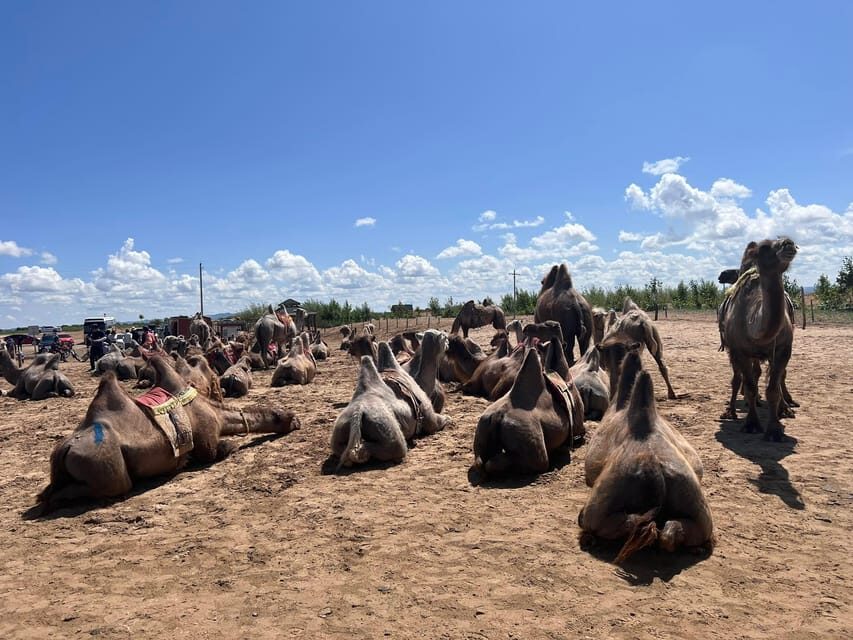 From Ulaanbaatar: Semi Gobi, Nomads, Ancient Kharkhorin Tour - Should you book the Semi Gobi, Nomads, Ancient Kharkhorin Tour?