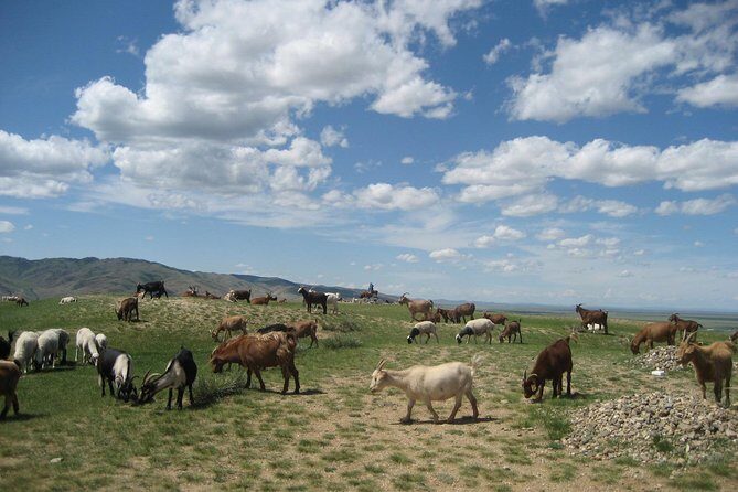Mini Gobi and the ancient capital Kharkhorin - 4 days - Who this tour is best for (and who should skip it)