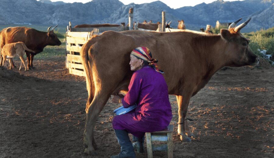MONGOLIAN NOMADS: 2-Day Horse Trekking & Cow Milking Tour - Comfort, food, and cold weather reality checks