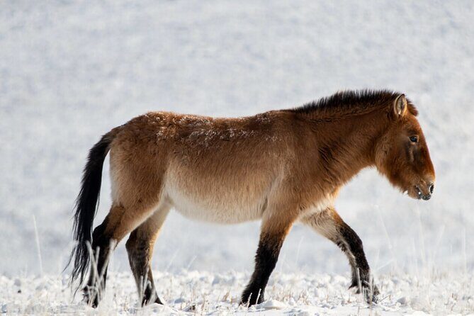 Private Day Tour in Hustai Nuruu National Park - Key Highlights You’ll Care About