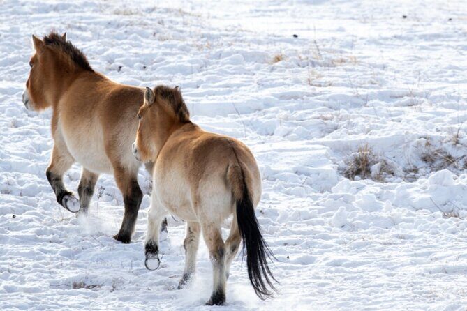 Private Day Tour in Hustai Nuruu National Park - Getting There: A Private, Full-Day Ride Out of Ulaanbaatar