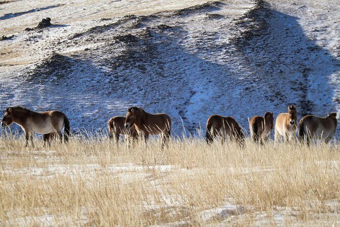 Private Day Tour in Hustai Nuruu National Park - The Human Side: Lunch, Herd Life, and How the Day Feels Different
