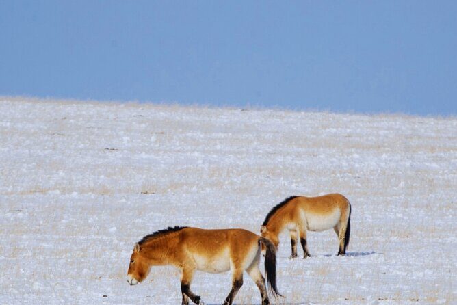 Private Day Tour in Hustai Nuruu National Park - Practical Tips for a Smoother Takhi Day