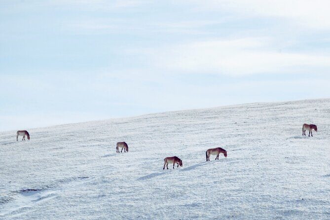 Private Day Tour in Hustai Nuruu National Park - Who This Tour Best Suits