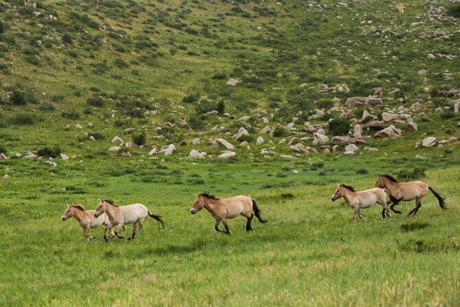 Private Full-Day Cycling Tour from Ulaanbaatar - Stop 2 scenery: nomadic homes, open valleys, and that slow-burn steppe feel