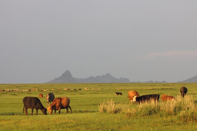 The Best of Central Mongolia Tour in 5 Days - Ugii camp and Ugii Lake: boat time and birding on the quieter side