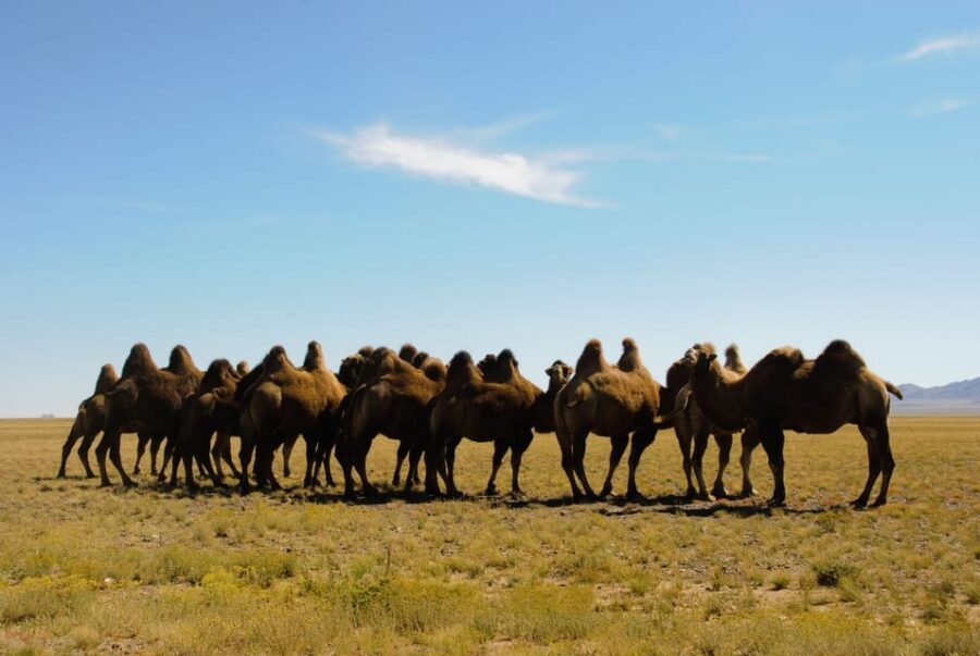 Ulaanbaatar: Semi-Gobi Desert Day Trip & Camel Ride - Elsen Tasarkhai Hike: Wildlife and High-Altitude Stillness