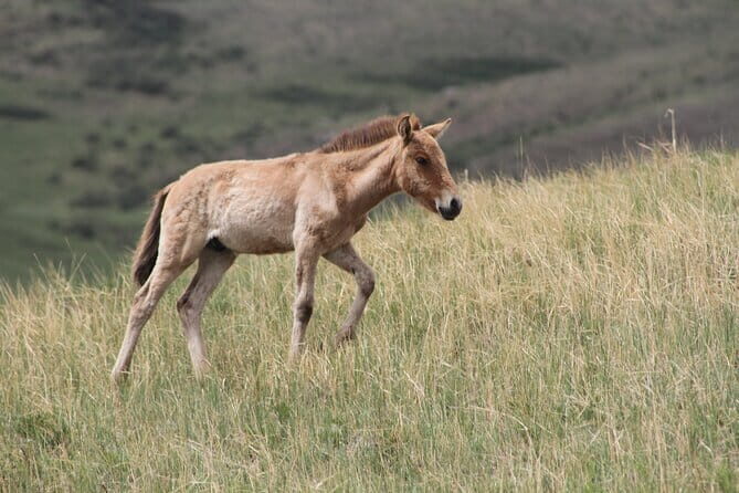 Wildlife Watching Day Tour at Hustai National Park - Quick Take: What You’ll Really Notice