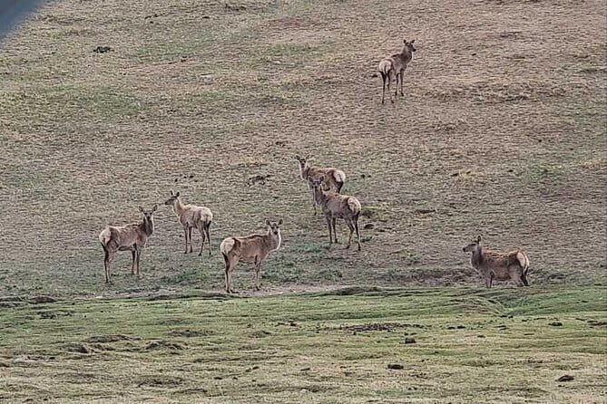 Wildlife Watching Day Tour at Hustai National Park - Hustai National Park and the Takhi Factor