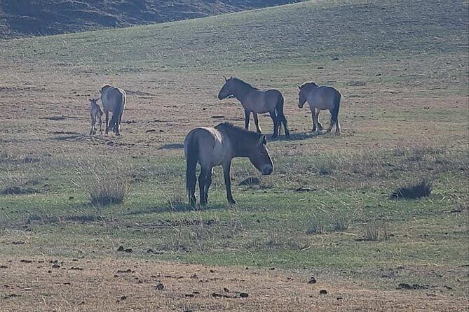 Wildlife Watching Day Tour at Hustai National Park - The Info Center, Movie, and What It Helps You Spot